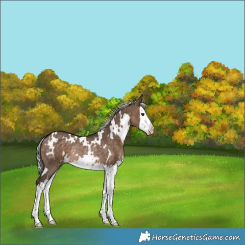 Horse Color:White Spotted Silver Brown Dun Splash Rabicano Brindle