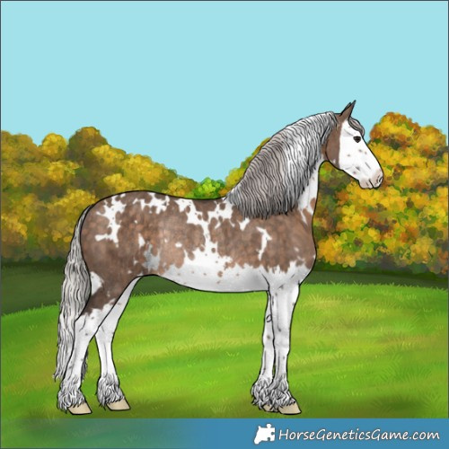 Horse Color:White Spotted Silver Brown Dun Splash Rabicano Brindle
