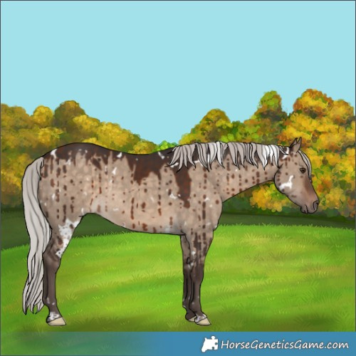 Horse Color:White Spotted Silver Brown Dun Rabicano Brindle 