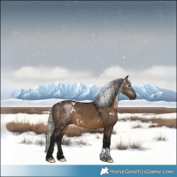 Horse Color:Gray White Spotted Silver Brown Dun Tobiano