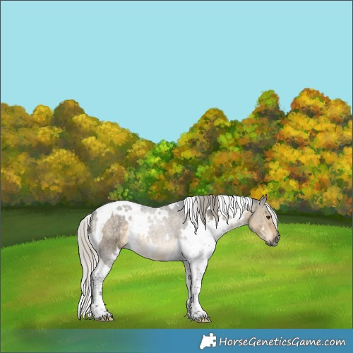 Horse Color:Gray White Spotted Silver Buckskin Dun Tobiano Brindle 