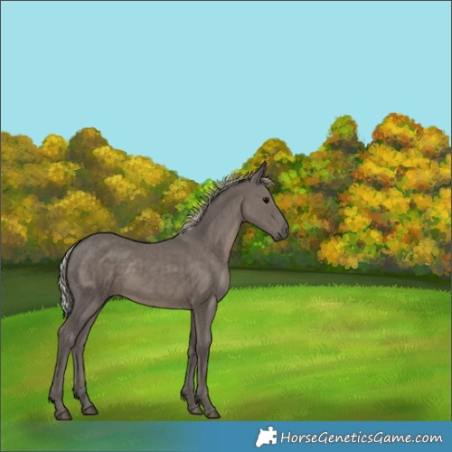 Horse Color:White Spotted Silver Black 