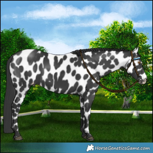 Horse Color:Black Leopard 