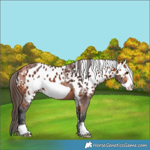 Horse Color:Bay Frame Skewed LP Spotted 