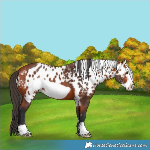 Horse Color:Bay Frame Skewed Appaloosa 