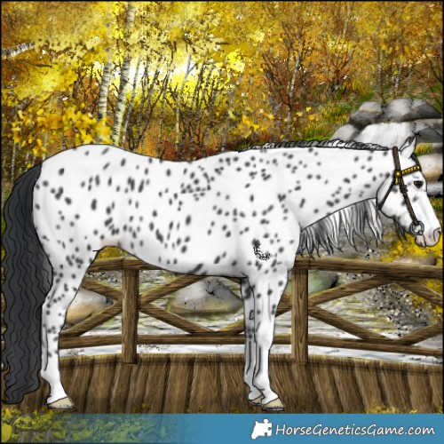 Horse Color:Black Appaloosa 