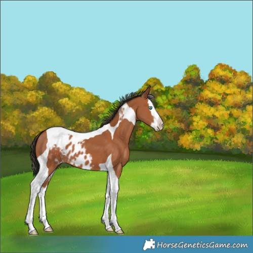 Horse Color:Bay Splash Tobiano Skewed Appaloosa 