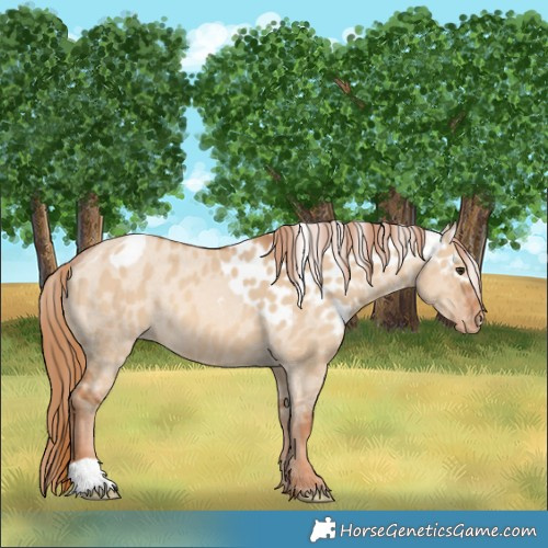 Horse Color:Red Dun Skewed LP Spotted 