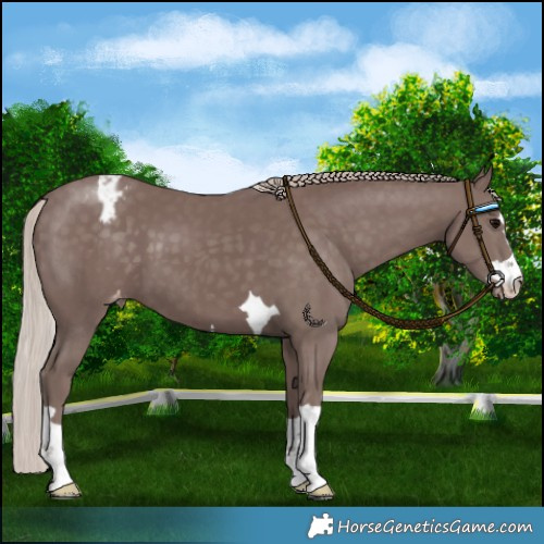 Horse Color:Chocolate Silver Black Appaloosa