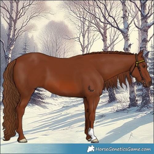 Horse Color:Chestnut 