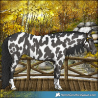 Horse Color:Black Near Leopard 