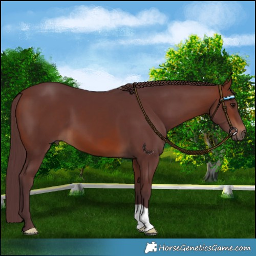 Horse Color:Chocolate Brown 