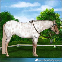 Horse Color:Chocolate Palomino Roan Blanket Rabicano
