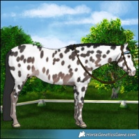 Horse Color:Platinum Liver Chestnut Near Leopard 