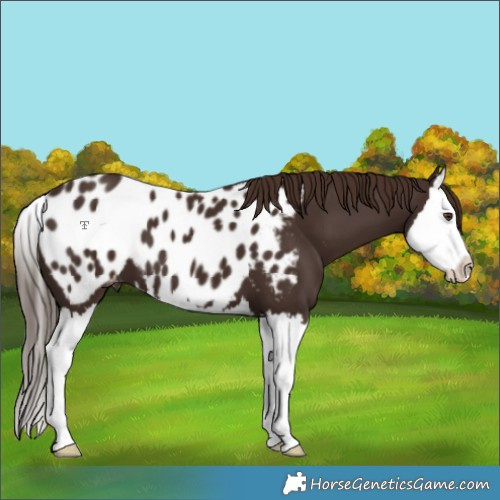 Horse Color:Liver Chestnut Splash Appaloosa 