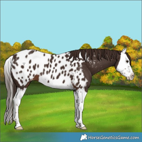 Horse Color:Liver Chestnut Splash Near Leopard 