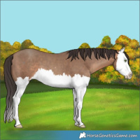 Horse Color:Sable Champagne Splash