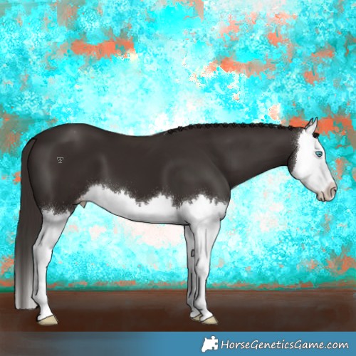 Horse Color:Liver Chestnut Splash Appaloosa 