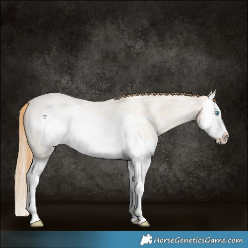 Horse Color:Buckskin Roan Pearl Splash Frame Rabicano 