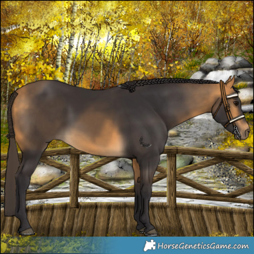 Horse Color:Buckskin 