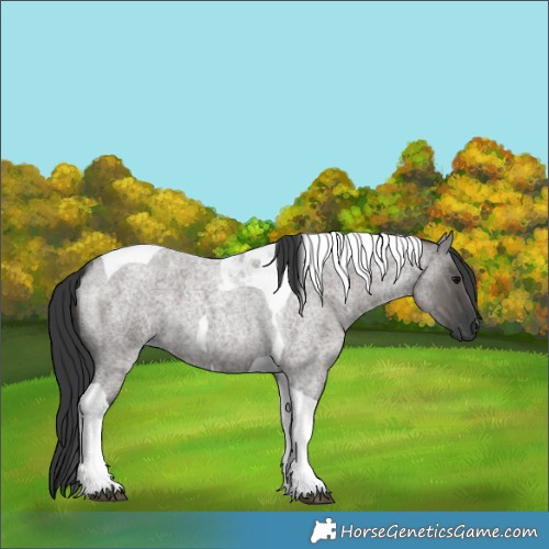 Horse Color:Grullo Roan Tobiano 