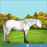 Horse Color:Gray Red Dun