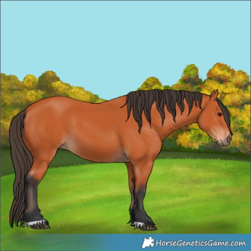 Horse Color:Bay 