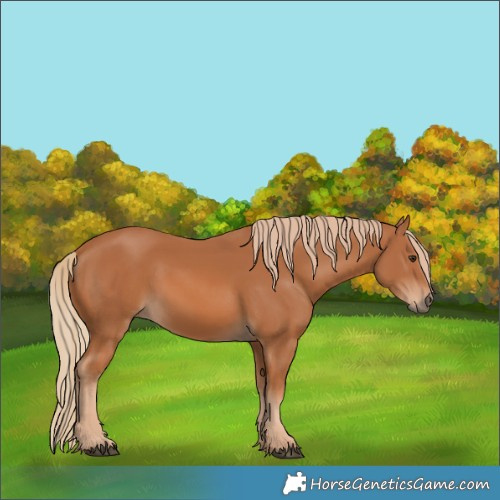Horse Color:Chestnut 