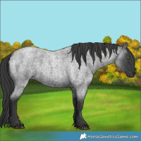 Horse Color:Blue Roan