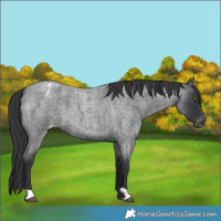 Horse Color:Blue Roan Appaloosa 