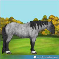 Horse Color:Blue Roan 