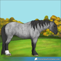 Horse Color:Blue Roan