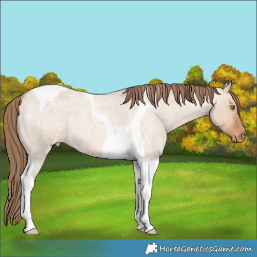 Horse Color:Bay Roan Dun Tobiano Appaloosa 