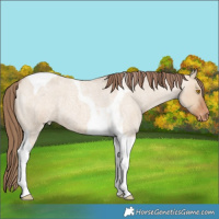 Horse Color:Bay Roan Dun Tobiano Appaloosa 