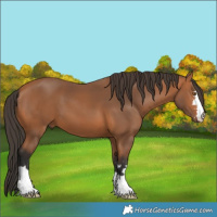 Horse Color:Bay 