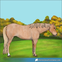 Horse Color:Red Roan