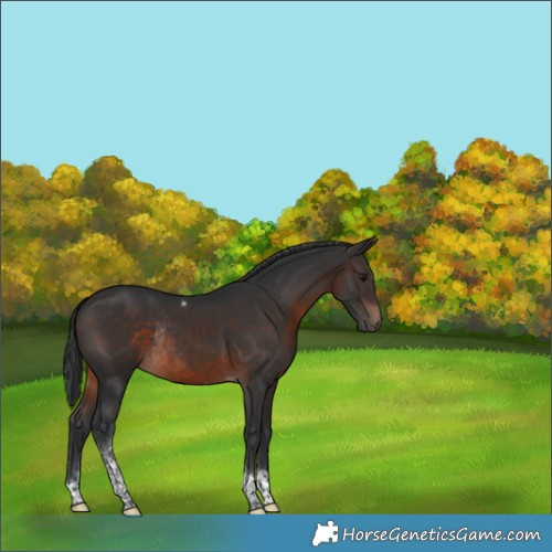 Horse Color:Brown Tobiano Rabicano 