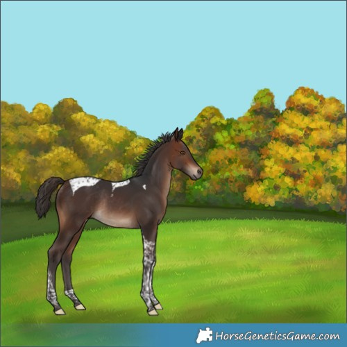 Horse Color:Brown Tobiano Rabicano 