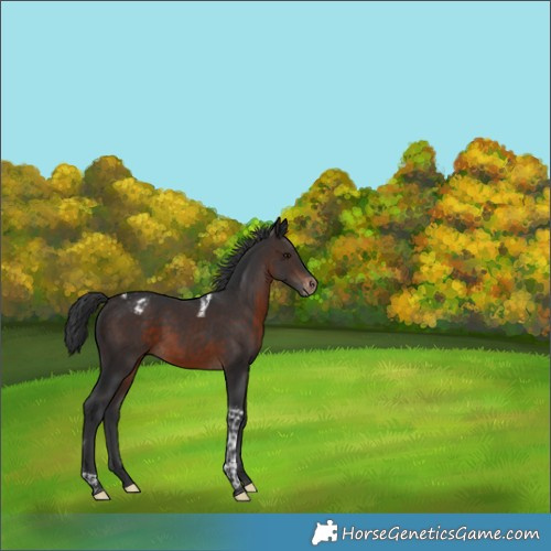 Horse Color:Brown Tobiano Varnish Rabicano 
