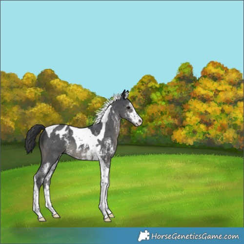 Horse Color:Black Sabino Tobiano Appaloosa 