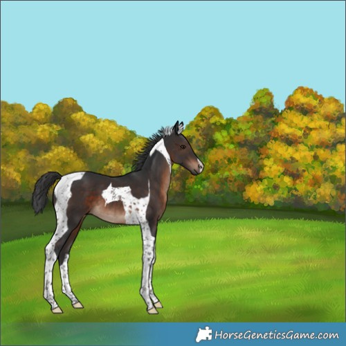 Horse Color:Brown Tobiano 