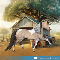 Horse Color:Bay Dun Tobiano 