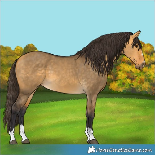 Horse Color:Buckskin Dun 