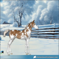 Horse Color:White Spotted Chocolate Palomino Splash Rabicano