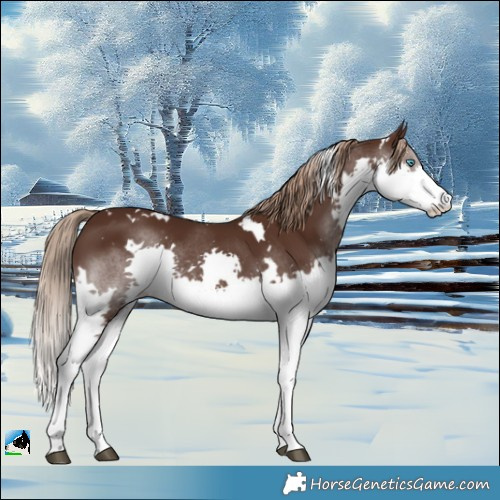 Horse Color:White Spotted Liver Chestnut Splash Rabicano 
