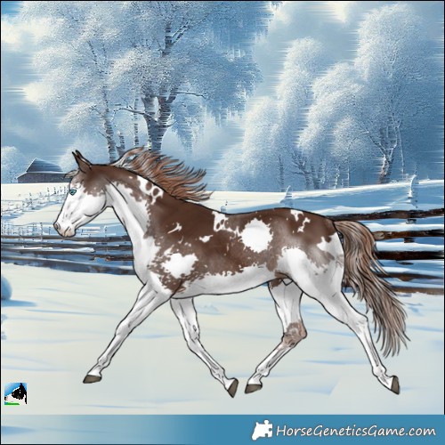 Horse Color:White Spotted Liver Chestnut Splash Rabicano 