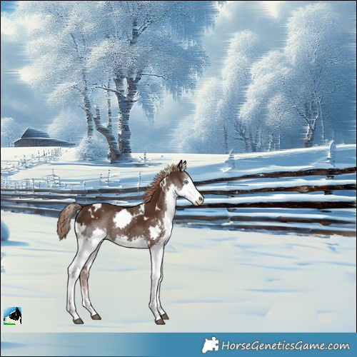 Horse Color:White Spotted Liver Chestnut Splash Rabicano