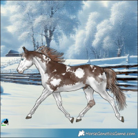Horse Color:White Spotted Liver Chestnut Splash Rabicano