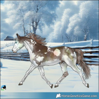 Horse Color:White Spotted Liver Chestnut Splash Rabicano