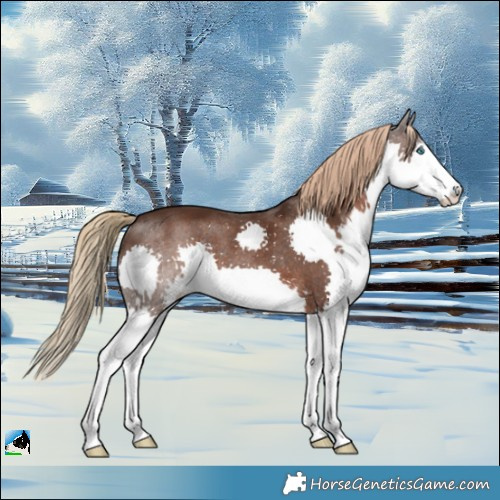 Horse Color:Liver Chestnut Splash Rabicano